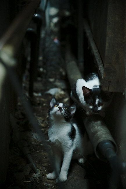 中国女足规划引入外籍体能教练强化核心力量训练，中国女足外教都是谁